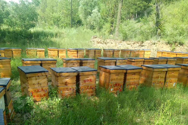 Bee base